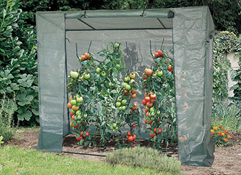 Greenhouse for tomatoes