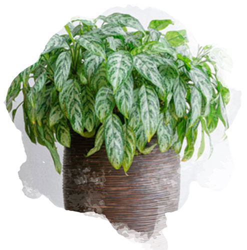 Décoration d'intérieur, plante grasse dans petit pot suspendu Stock Photo