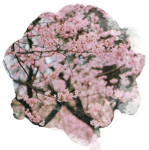 cerisier du japon