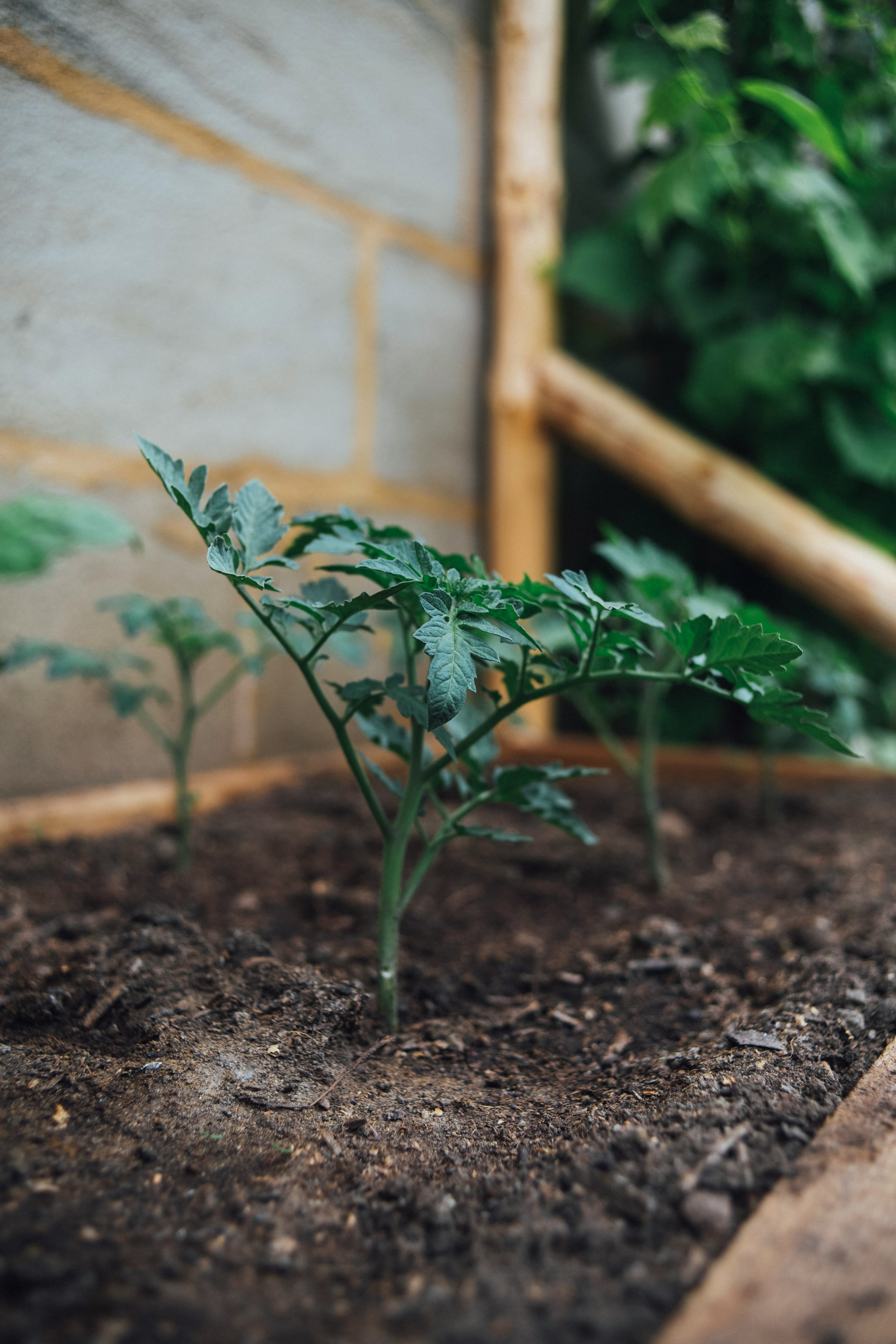 CULTIVER DES TOMATES À LA MAISON : UN GUIDE COMPLET ET DES CONSEILS PRATIQUES POUR UNE RÉCOLTE PARFAITE