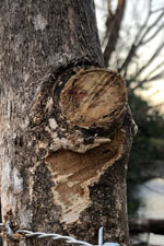 Fabriquer un mastic cicatrisant pour arbres et arbustes : 3 recettes