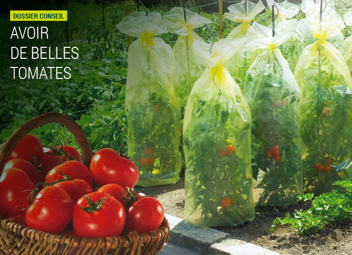 Protection tomates contre pluie