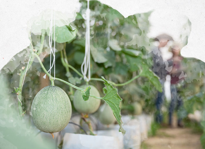 Culture du melon : semis, plantation et entretien