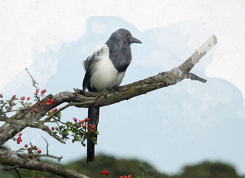 Nortene Filet de protection oiseaux Birdnet - 1 x 10 m - Noir