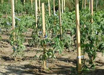 tuteurs 2 échelles verte emboà®table pour plantes grimpantes 37x23cm