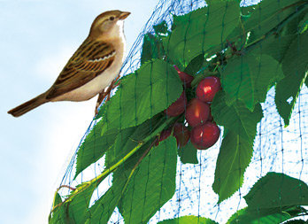 Filet de protection anti-oiseaux coloris vert 2x5 m : Protection des  cultures NORTENE jardin - botanic®