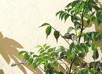 Kit de Palissage Plantes Grimpantes avec Set de Fixation 10 m