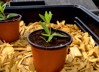 Acheter Pots de plantes en plastique pratiques, tasse nutritionnelle pour  semis, noir doux