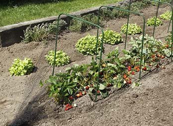 Arceaux de jardin en PVC - 2m - Jardinet - Équipez votre jardin au