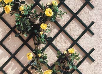 Treillis de jardin pour plantes grimpantes, panneau extérieur en métal pour  vignes et fleurs, entraîneur antirouille