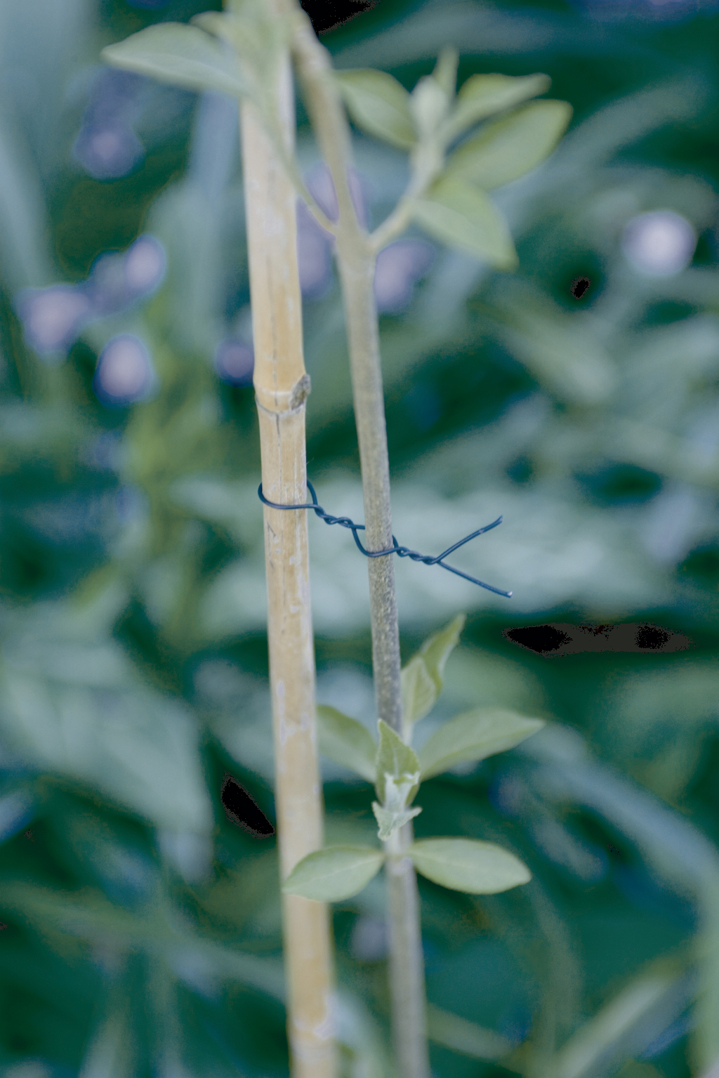 Ubbink système fil de fer plantes grimpantes 1,8mm x 10m